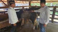 Panit 4 Ditreskrimsus Polda Sumsel, Ipda Hendri Prayuda saat mendatangi peternakan sapi potong